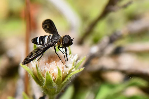Bahçedeki çiçeğe tünemiş güzel bir kelebeğin yakın çekimi.
