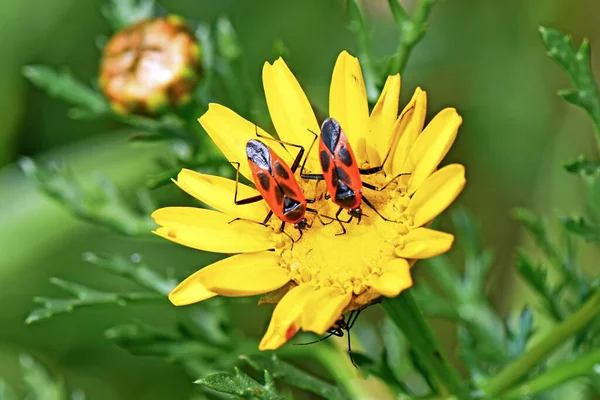 Dois Firebugs Uma Flor Amarela — Fotografia de Stock