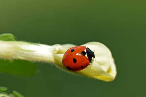 Yaprağın üzerinde kırmızı uğur böceği.