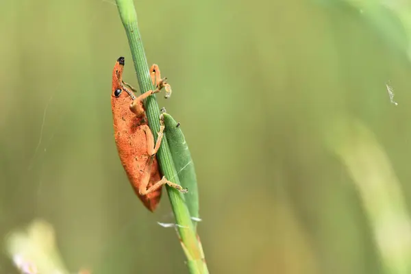 클로즈업 주황색 Bug — 스톡 사진
