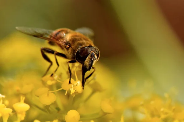 Bir çiçeğin üzerindeki güzel bir arıya yakın çekim