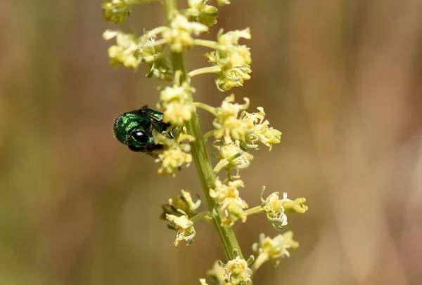 Primer Plano Hermoso Insecto Una Flor Verde —  Fotos de Stock