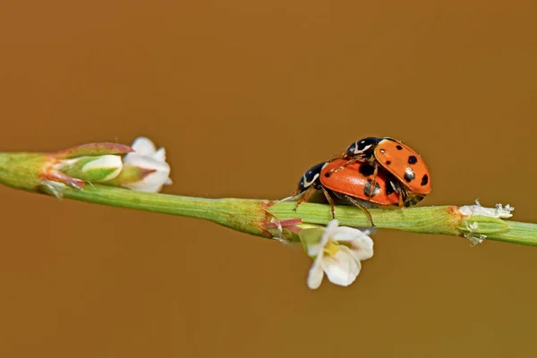 Uğur böceğini kapat, eşleştir