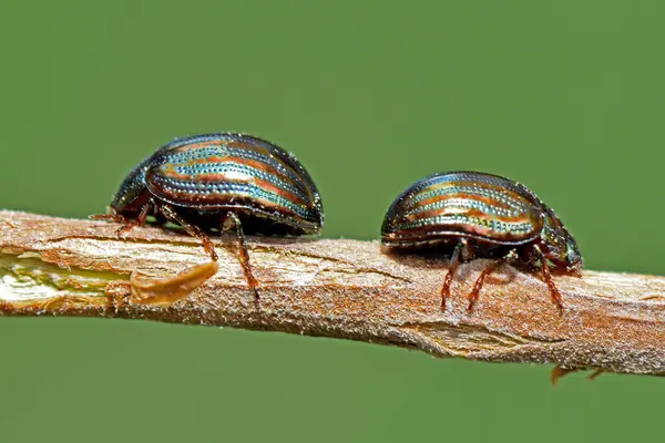 Bir dalda iki biberiye böceği.