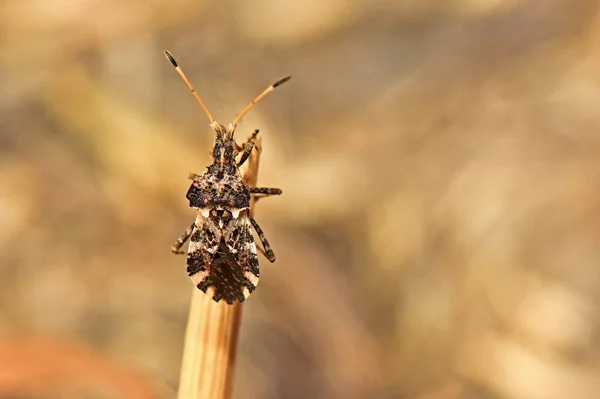 Close Bug — Fotografia de Stock