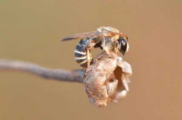 Пчела Ветке — стоковое фото