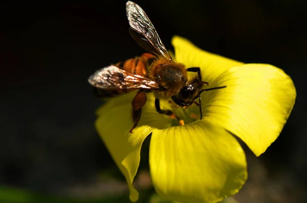 Bahçedeki arılara ve çiçeklere yakın.