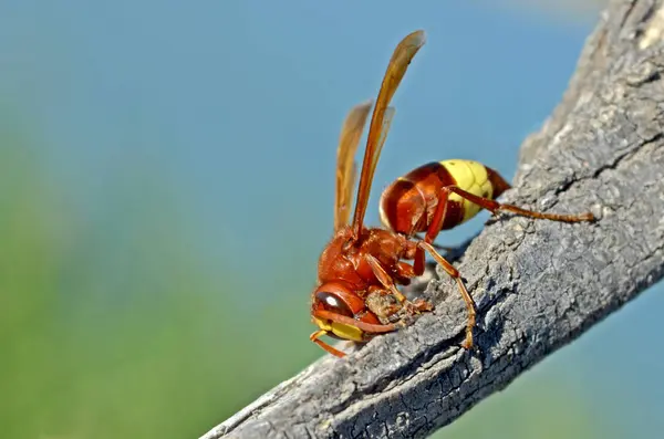 Ağaçtaki eşekarısına yaklaş