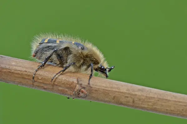 Tahta bir bankta küçük bir böcek