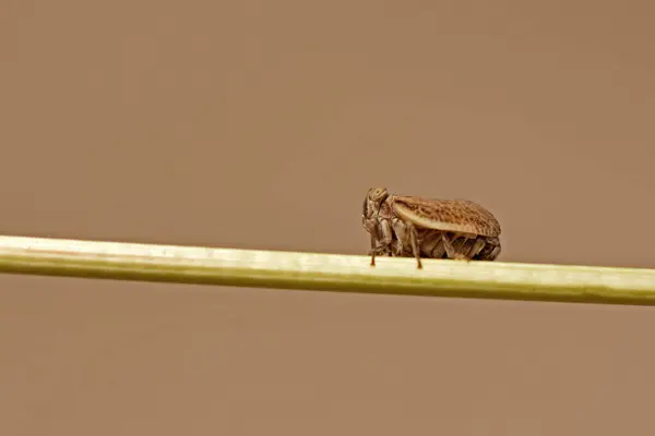 Bug Sul Ramo — Foto Stock