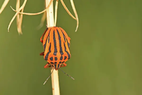 Close View Orange Black Striped Bug — Stock Photo, Image