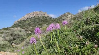 Bilimsel adı Anacamptis Pyramidalisis, Orchidaceae familyasına ait uzun ömürlü bir bitki türü. Bilimsel adı Anacamptis Yunanca 'da' öne eğil 'anlamına gelir.