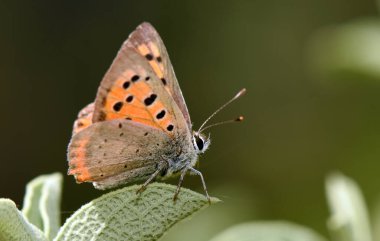 Küçük Bakır, Lycaena phlaeas, fotoğrafın kökünde kalın.