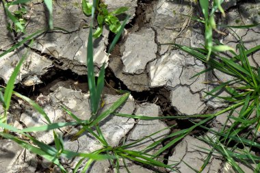 Sıcak havanın ve iklim değişikliğinin etkilerini gösteren üzerinde yeni otlar büyüyen çatlak kuru bir toprak.. 