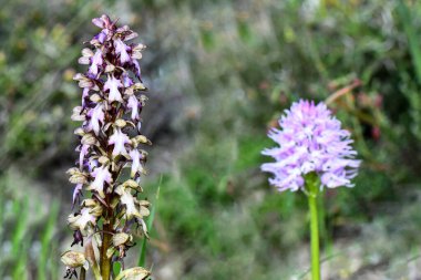 Doğal Yaşam Alanında iki yeşil orkide, yeşil dev orkide, Himantoglossum robertianum ve pembe Orchis italica: Yabani Çiçek Çeşitliliği