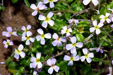 Malcolmia flexuosa Çiçekleri: Yakın planda Hassas Çiçekler. Açık mor yapraklı ve sarı merkezli Malcolmia flexuosa çiçekleri, narin güzellikleri ve doğal düzenlemeleri. Akdeniz bitkileriyle ilgili çiçek ve botanik içerikleri için ideal..