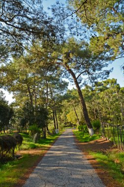 Dağdaki ağaçlar arasında eski bir asfalt yol. Yol yaprakları kahverengi renkte döküldü.. 