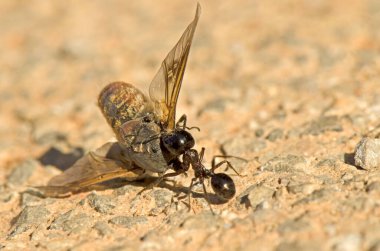 Yerde ölü bir arı taşıyan kırmızı ve siyah bir karınca.