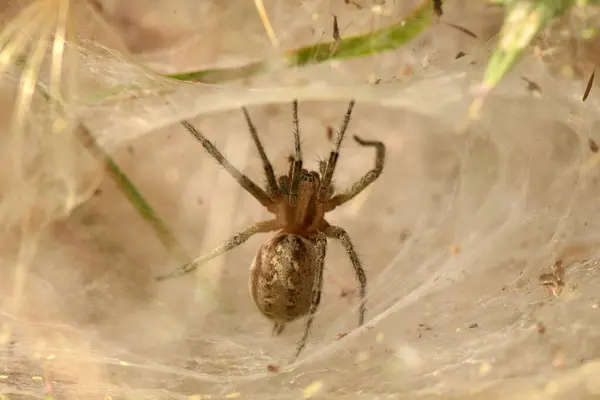 Beyaz Ağ 'da Kahverengi Örümcek: Eklembacaklı Ayrıntısı