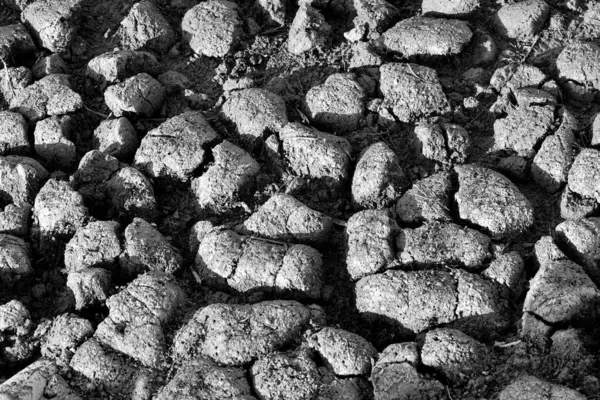 Soil dried. Cracked Earth in Black and White
