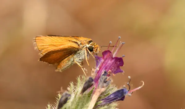 Mor yeşil bir çiçekte kalan küçük bir turuncu kaptan. 