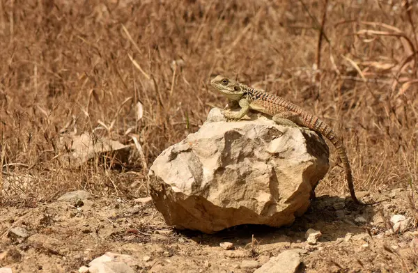 Uzaktaki Kaya 'daki Kertenkele