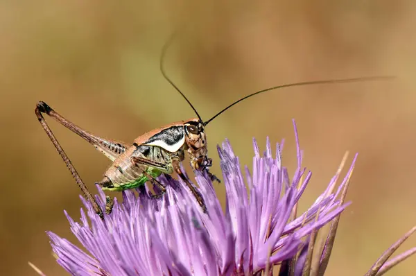 Kahverengi, beyaz, siyah Çekirge / Mor Çiçekli Cırcır böceği kahverengi yeşil temiz arkaplan: Detaylı Yakın plan