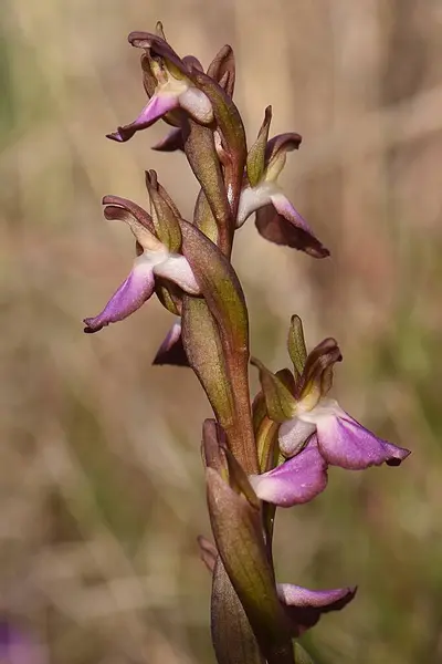 Pembe ve beyaz renkli Anacamptis collina Doğal Yaşam Alanında temiz bir geçmişe sahip: Vahşi Orkide 'nin Yakın Çekimi
