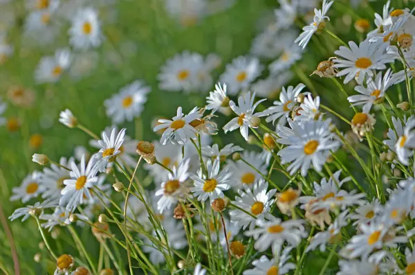 Beyaz ve ortada sarı papatya çiçekleri, muhtemelen Bellis perennis, Papatya, Oxeye Daisy, ya da benzer bir... ...