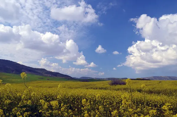 Sarı Yaban Çiçeği Çayırı: Bulutlu Mavi Gök ve Tepeler 'in Kıbrıs' a bahar geldiği mesajını verdiği sakin manzara