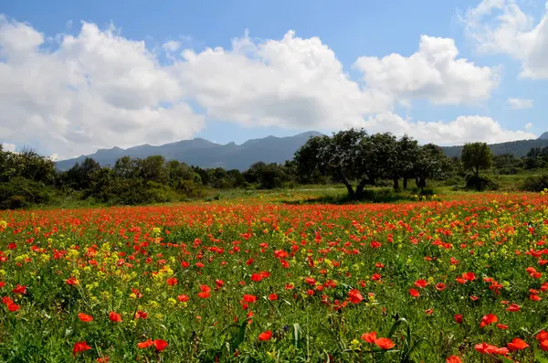 Kırmızı ve sarı kır çiçekleri, zeytin ağacında, dağ manzaralı ve mavi ve beyaz güneşli ama bulutlu.