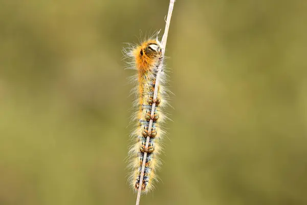 Kıllı Tırtıl Köke Tutunuyor. Bir Oak Eggar (Lasiokamppa trifolii) tırtılının sapına yapışmış detaylı bir yakın çekimi. Bu larvanın belirgin turuncu ve mavi işaretleri ve kıllı dokusu yumuşak bir arkaplanda açıkça görülebilir..