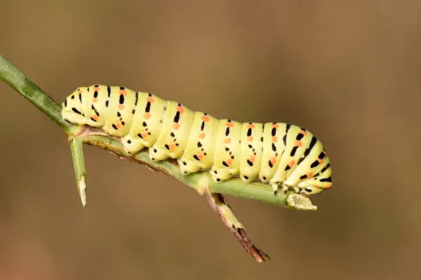 Kırlangıç kuyruklu bir tırtıl, papilio machaon, açık kahverengi arka planı olan yeşil bir sapın üzerinde kalıyor.