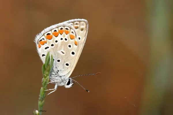 Turuncu, kahverengi, siyah kanatlı ve yeşil saplı ortak mavi kelebek.