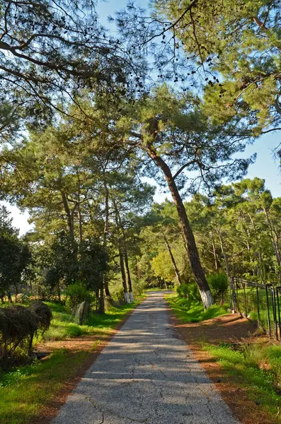 Dağdaki ağaçlar arasında eski bir asfalt yol. Yol yaprakları kahverengi renkte döküldü.. 