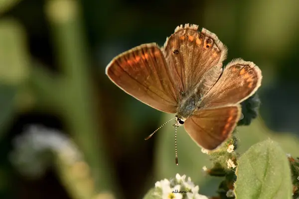 Kahverengi güneşli bir kelebek, beyaz küçük çiçekler ve yeşil bir sapla banyo yapıyor..