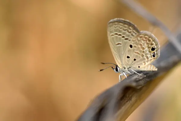 Küçük Akdeniz Mücevher Kelebeği bir sapta kalıyor ve açık kahverengi arka planla fotoğrafın sol tarafına bakıyor. Kelebeğin kanat ve vücudunun detaylarını görebilirsiniz..