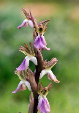 Pembe ve beyaz renkli Orchis Collina 'nın açık yeşil arkaplan fotoğrafı.