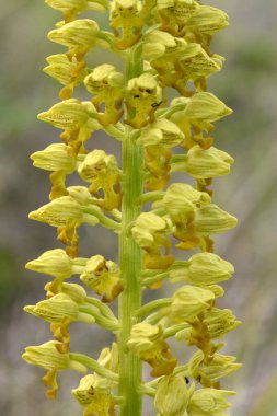 Detaylı fotoğraf sarı Orchis noktacıkları gösteriyor. 