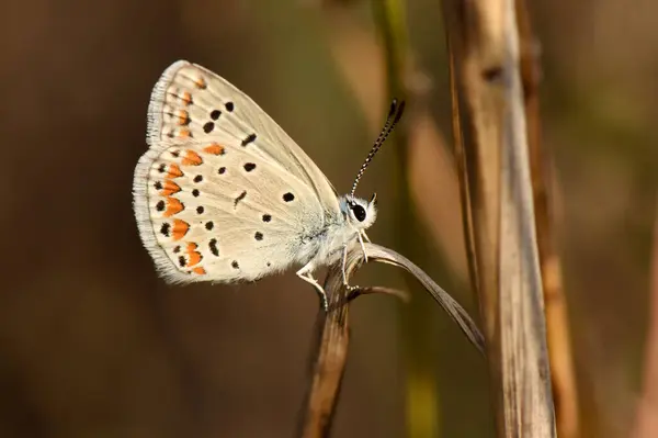  Sıradan Mavinin Güzel 'inin detaylı fotoğrafı. Soluk gri kanatlar bir dizi siyah noktayla işaretlenir ve genellikle kenarın yakınında bir parça turuncu renk, hassas bir kontrastı sağlar..