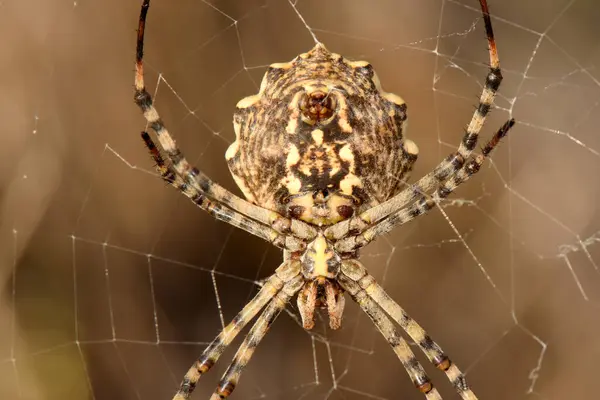 Süslen, Argiope lobata in his Web. Bir Argiope lobata 'nın detaylı görüntüsü, ayırt edici özelliklerinden kolayca anlaşılıyor, çarpıcı sarı, beyaz, kahverengi işaretli karın bölgesi. Örümcek karmaşık ağında konumlandırılmış, benzersiz morfolojisini sergiliyor..