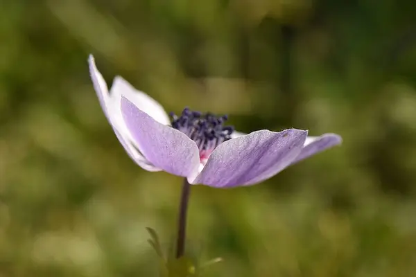 Beyaz Anemone 'un yan görüntüsü. Yumuşak ışıkta yıkanmış soluk renkli bir şakayık çiçeği. Fotoğraf, taç yapraklarının hassas dokusunu ve renk çeşitliliğini vurgular..