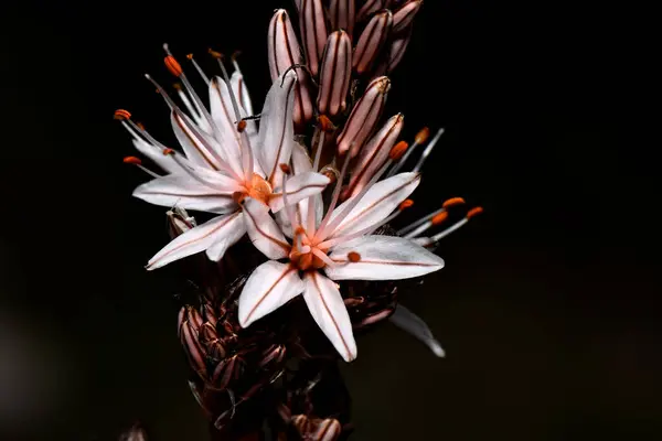  Asphodelus ramosus 'un beyaz yıldızlı çiçekleri ve siyah arkaplan. Yakın plan fotoğraf Asphodelus ramosus kırmızı-kahverengi çizgili yıldız şeklindeki beyaz çiçekleri gösteriyor. Bu Akdeniz bitkisinin karmaşık güzelliğini görüntüler..