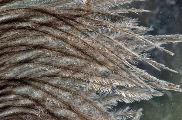 Kahverengi tüy detayı ve karşı ışık ile siyah arkaplan