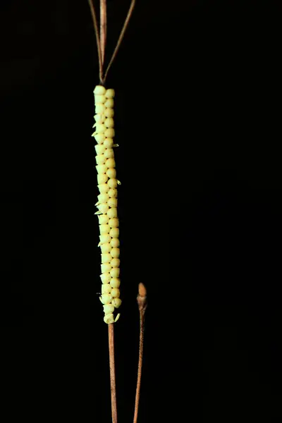 Bir gövde üzerinde böcek yumurtası kümesi. Bu görüntü, bir böceğin yumurtlama stratejisini yakalar. Gelişim için bitki sapına dikkatlice iliştirilmiş sayısız küçük yumurta ile..