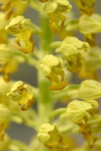 Detaylı fotoğraf sarı Orchis noktacıkları gösteriyor. 