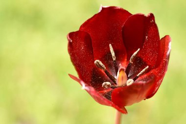 Kıbrıs Rum Lale 'si Bloom' da. Koyu kırmızı bir Kıbrıs Rum lalesinin (Tulipa Cypria) makro çekimi. Koyu renkli bir merkez ve görünür bir stamen ile yumuşak yeşil arka planda çiçek açıyor..