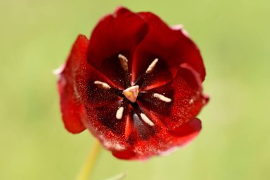 Kıbrıs Rum Lale Macro. Canlı, koyu kırmızı bir Tulipa cypria çiçeği, hassas taç yapraklarını ve eşsiz merkezini vurgulayarak yakın plan çekimde yakalanır..