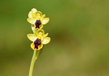 İki Çiçekli Ophrys Orkidesi. Yumuşak odaklı, doğal yeşil bir arka planda sarı ve kahverengi işaretli iki çiçekli bir göz fotografı..