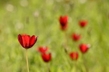 Kıbrıs Lale Sahası. Canlı, kırmızı bir Tulipa cypria çiçeği yeşil bir alanda göze çarpar, diğer vahşi laleler yumuşak odaklı bir arka plan oluştururlar..